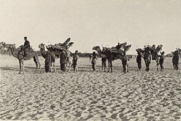 גמלים נושאי אלונקות במהלך הלחימה בצפון סיני, 1917, המקור: ספריית הקונגרס, אוסף מאטסון